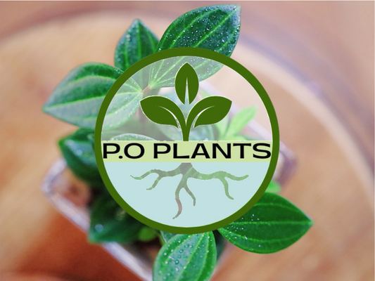 P.O PLANTS