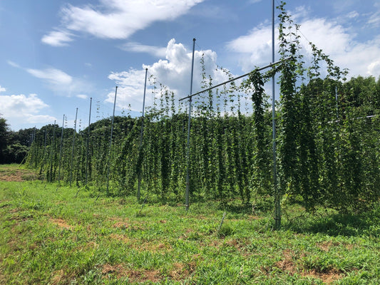 Home Ground Hop